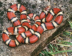 Falsa Coral