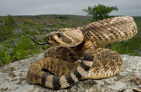 Cómo Identificar Serpientes Venenosas: Guía Completa