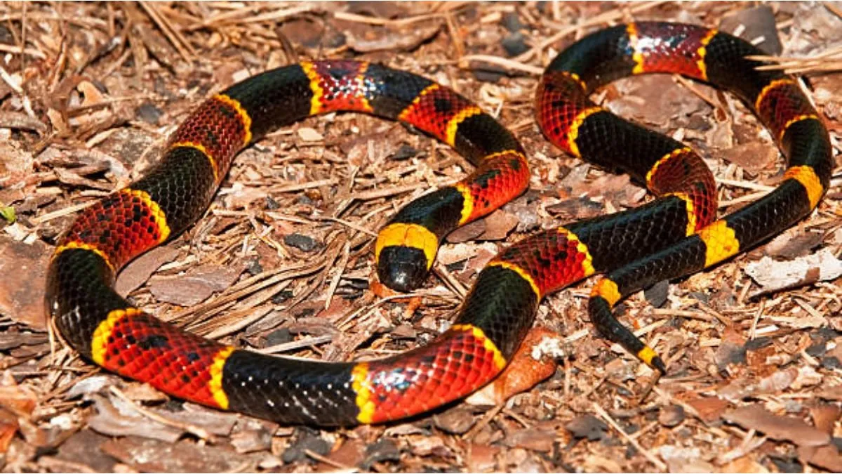 Serpiente Coral