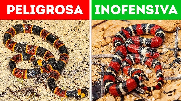 Comparación Coral vs Falsa Coral